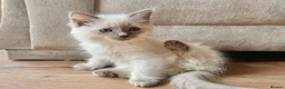 Ragdoll cats for sale: Ragdoll GCCF registered kittens - 9 weeks old - Advert 21