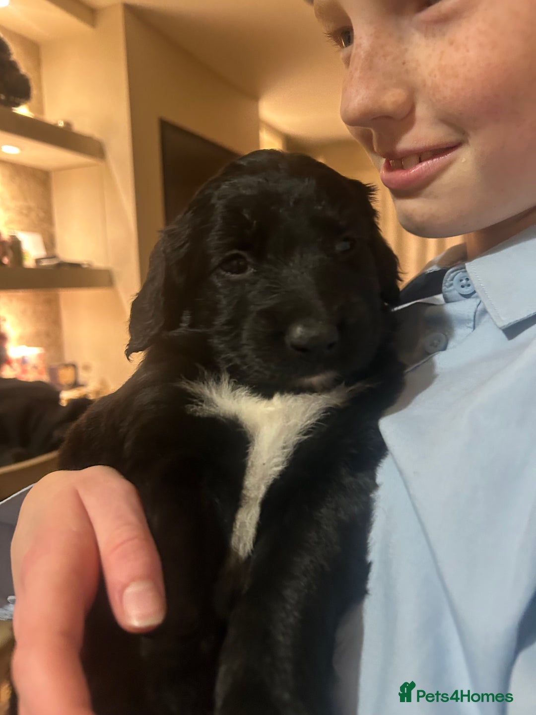 Mixed Breed dogs for sale: Stunning litter - Advert 8