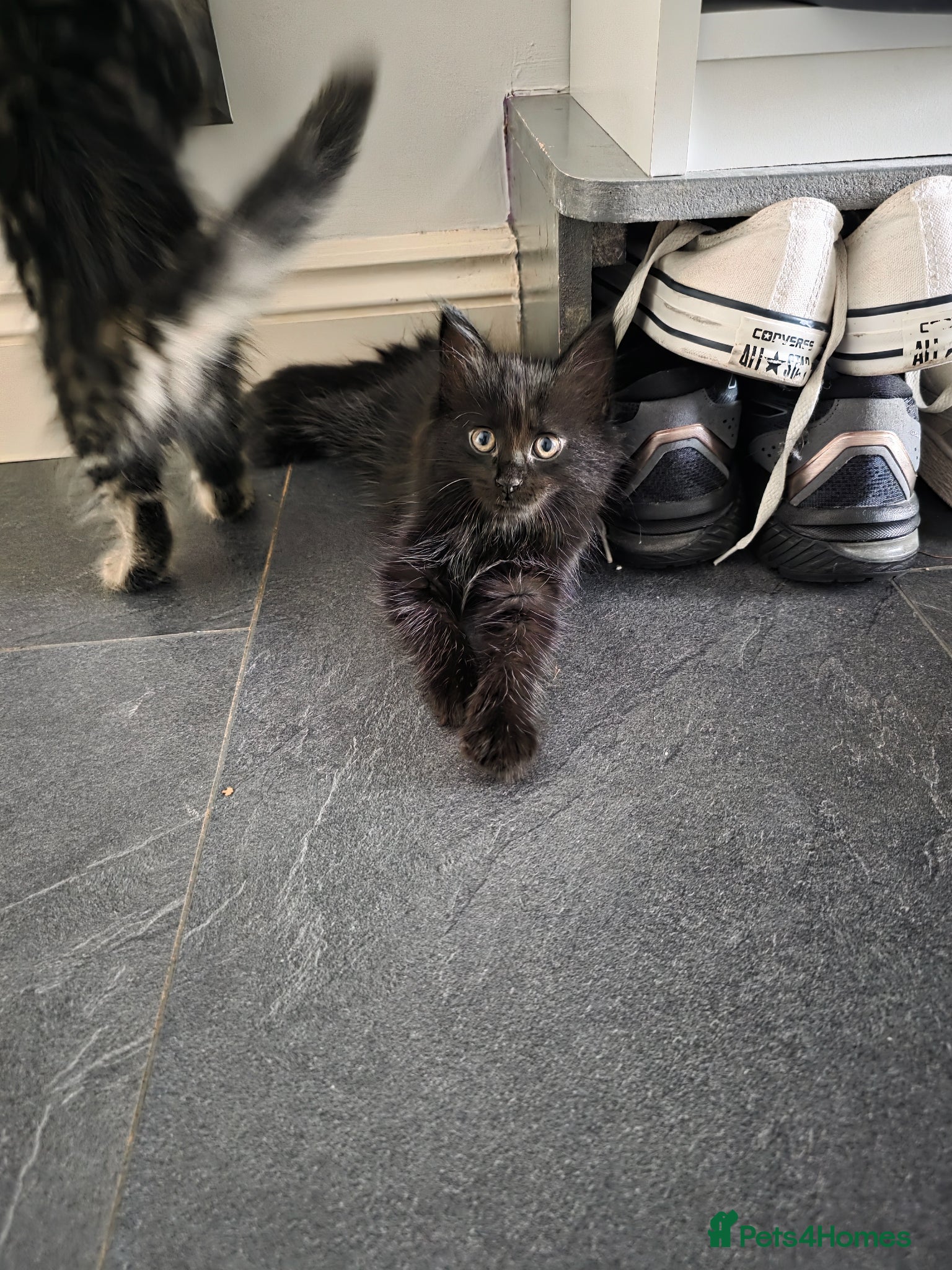 Norwegian Forest Cat cats Norwegian Forest Mix Kittens  - Advert 2