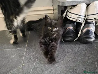 Norwegian Forest Cat cats Norwegian Forest Mix Kittens - Advert 2