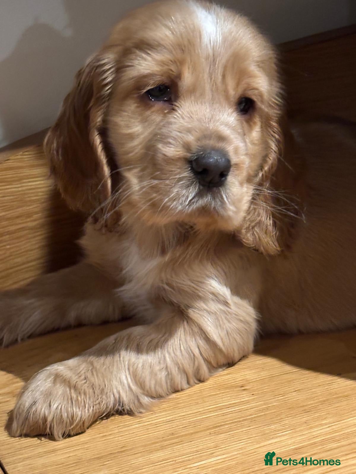 Cocker Spaniel dogs Stunning KC Cocker spaniels  - Advert 4