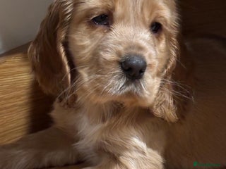 Cocker Spaniel dogs Stunning KC Cocker spaniels - Advert 6