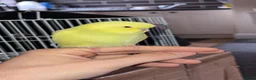 Budgerigars birds for sale: Hand reared super tame budgie  - Advert 5