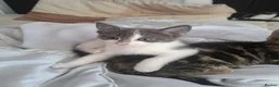 Mixed Breed cats for sale: 7 adorable kittens ready for a new home - Advert 25