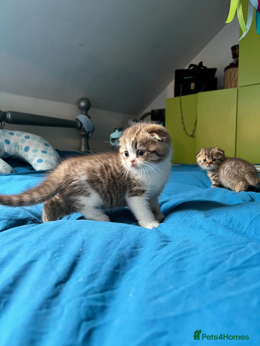 Scottish Fold cats for sale: Adorable Scottish Fold kittens 🐈‍⬛  - Advert 2