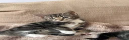 Mixed Breed cats for sale: Beautiful kittens ready to go to a loving home in Teddington - Advert 3