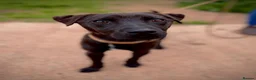 Patterdale Terrier dogs for adoption: Shane - Patterdale for Adoption in Wells - Advert 4