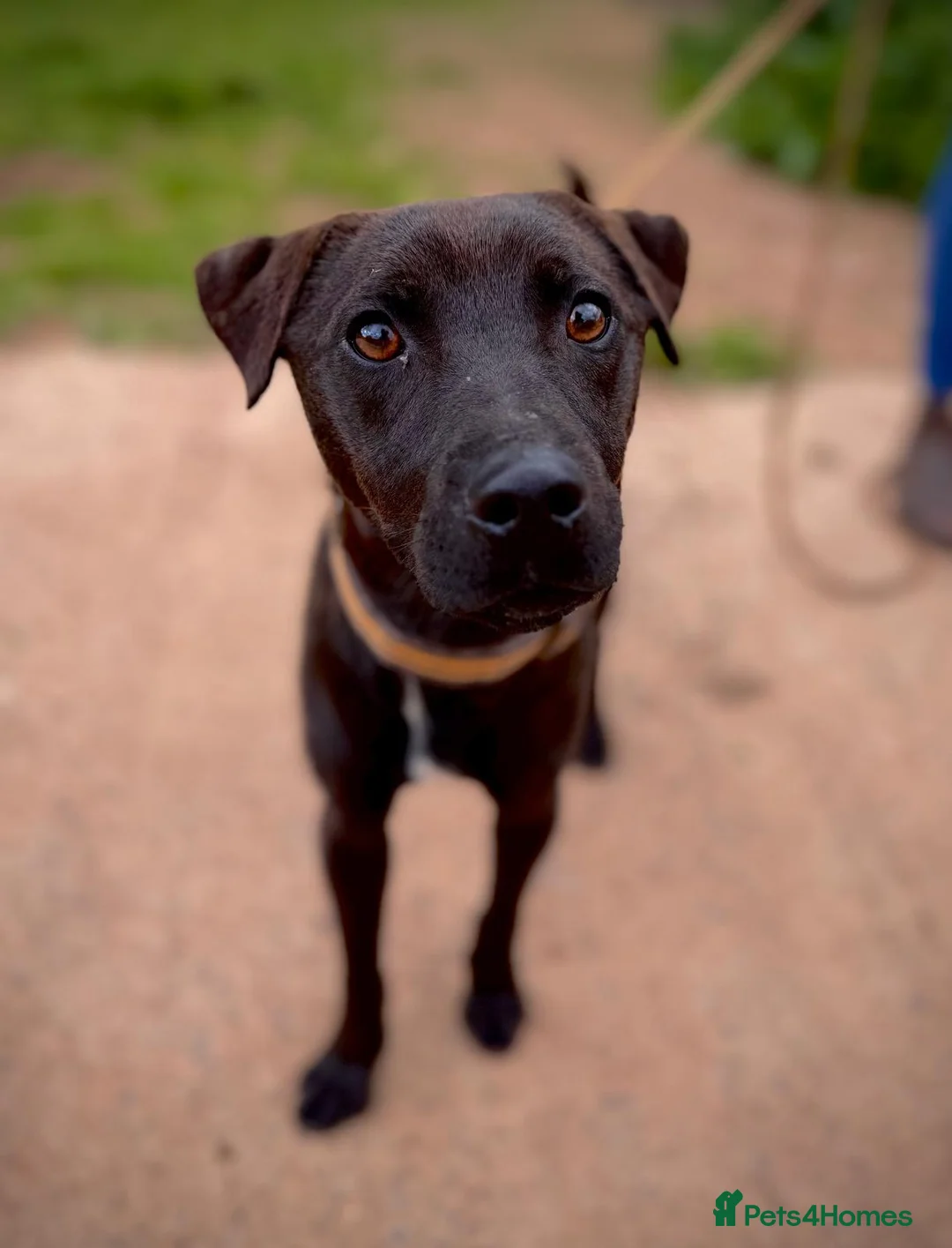 Patterdale Terrier dogs for adoption: Shane - Patterdale for Adoption in Wells - Advert 4