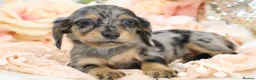 Miniature Dachshund dogs for sale: KC Longhair Miniature Dachshund Puppies - Advert 20