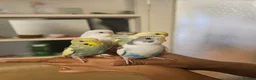 Budgerigars birds for sale: Handreared semitamed and tamed budgies  - Advert 5