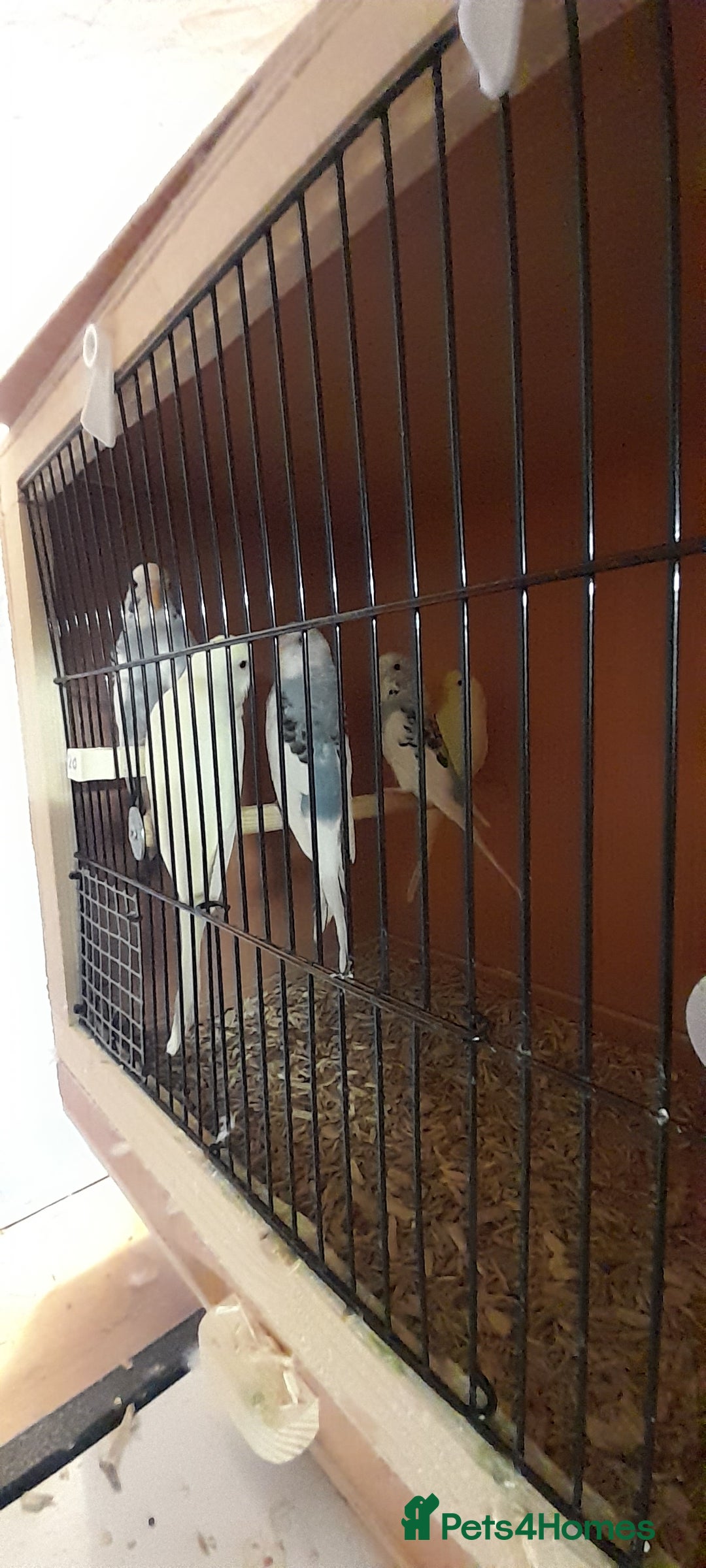 Budgerigars birds for sale: Budgies - Image 4
