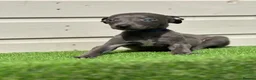 Whippet dogs for sale: Blue whippets  - Advert 9