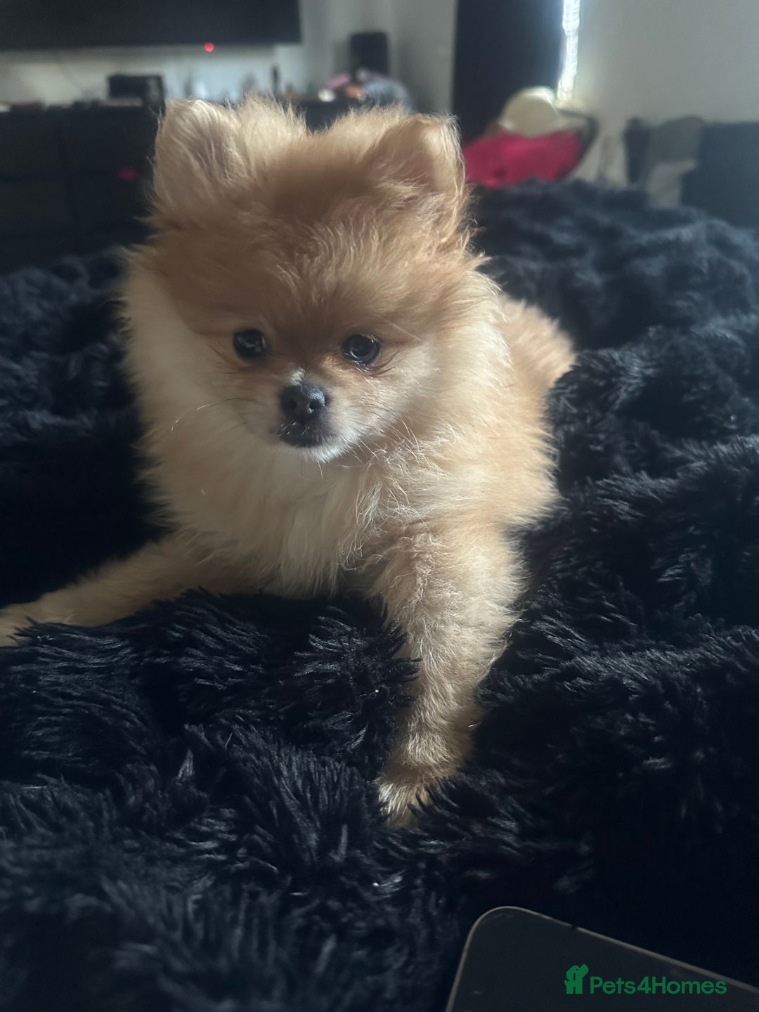 Pomeranian dogs for sale: Blue eye boy and Tiny golden girl poms ready now  - Image 11