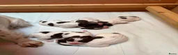 English Springer Spaniel dogs for sale: KC Reg Springer Spaniel Puppies - Horsham in Horsham - Advert 22