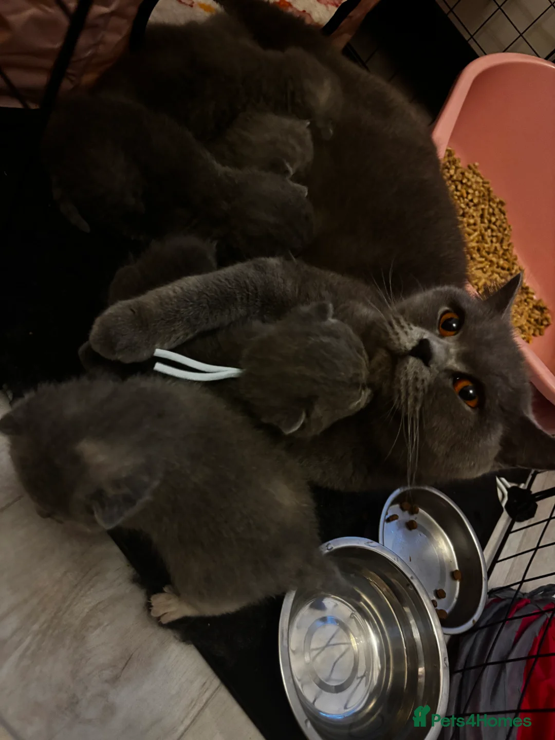 British Shorthair cats for sale: Blue & Blue Tortie Kittens GCCF Ready to leave Aug - Advert 2
