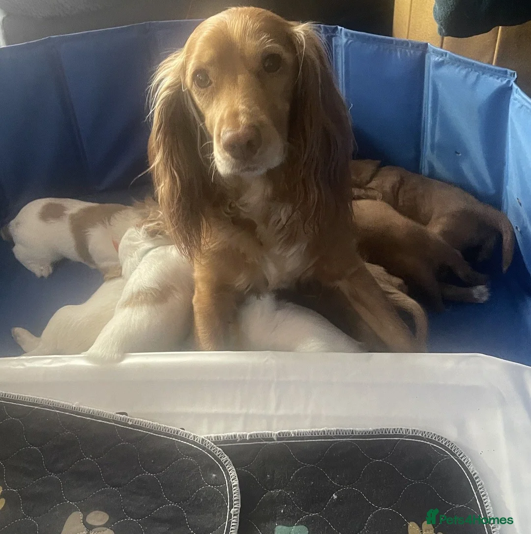 Cocker Spaniel dogs for sale: Red and Lemon & White Working Cocker Spaniels - Advert 21