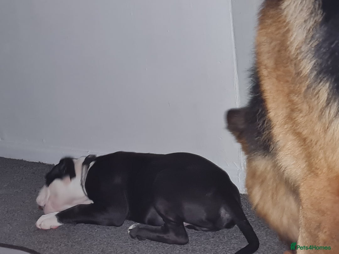 Mixed Breed dogs for sale: 15 week old old english bulldog x America buldogl - Advert 3