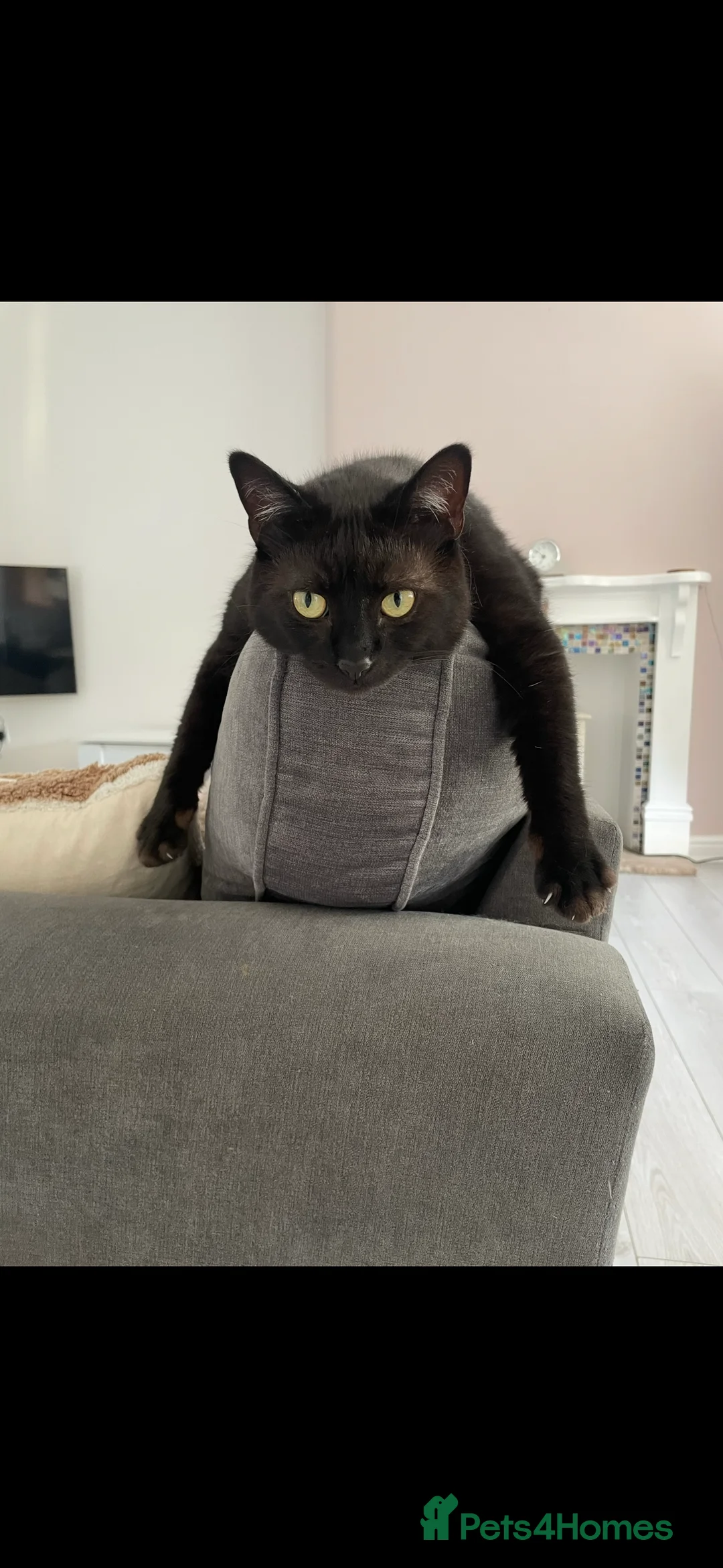 Mixed Breed cats for sale: Merlin - Black male cat in Wigan - Advert 3