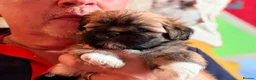 Lhasa Apso dogs for sale: Stunning happy male pup - Advert 1