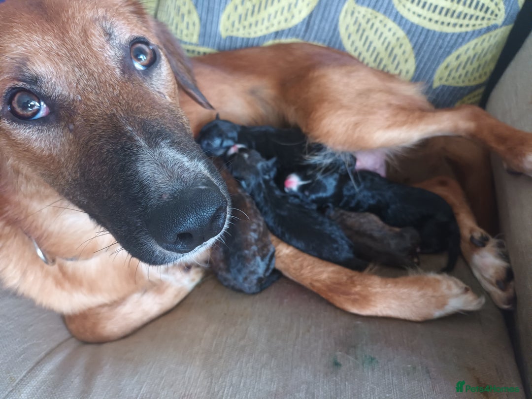 Mixed Breed dogs for sale: Collie x mixed hound puppies - Image 7