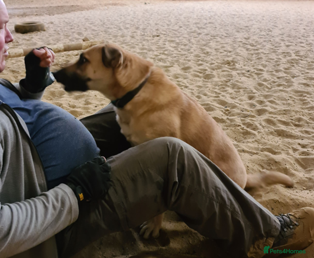 German Shepherd dogs for adoption: Kerry - the unluckiest dog at 2nd Chance - Image 5