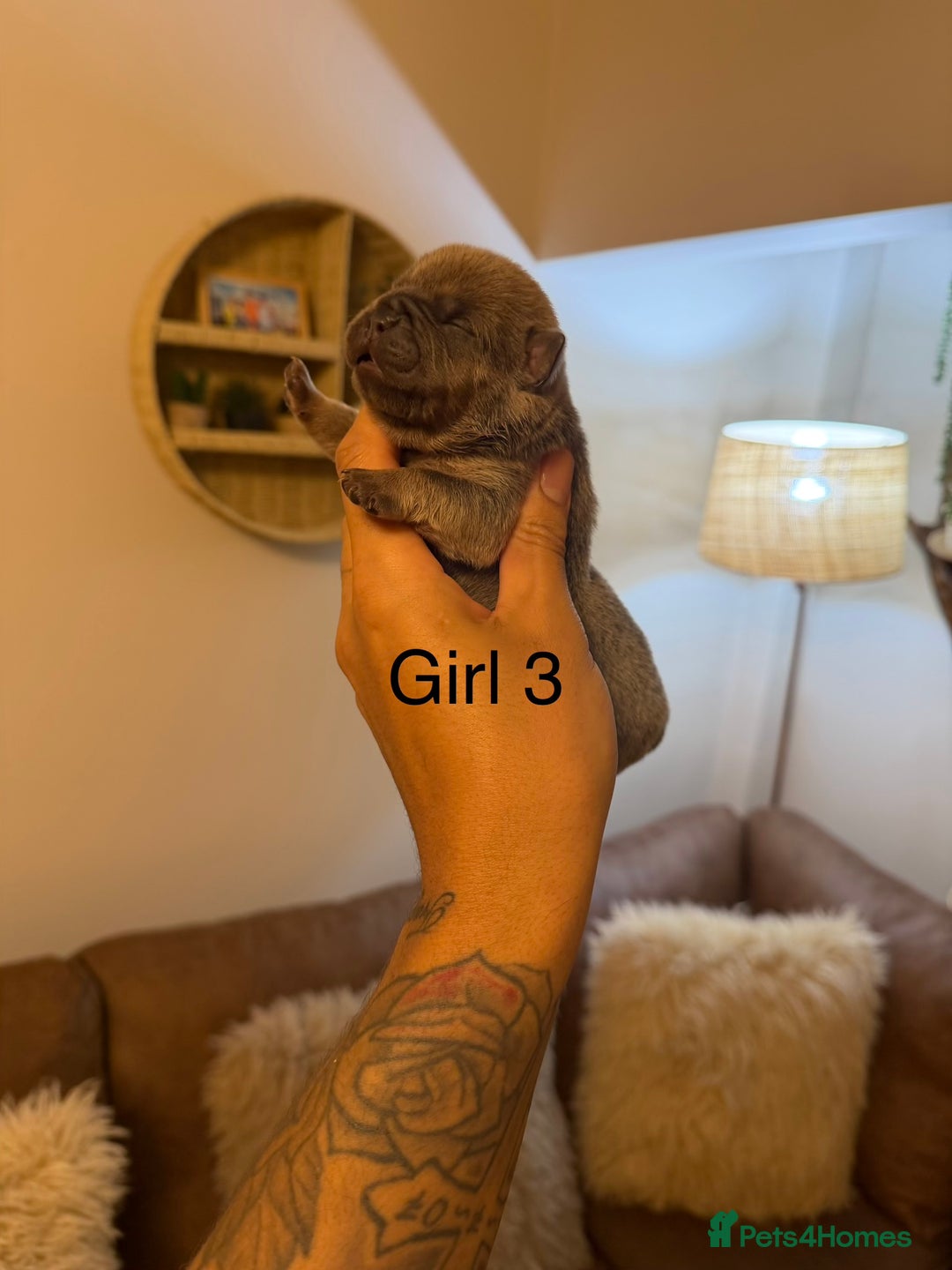 Chow Chow dogs for sale: French chows  - Advert 16