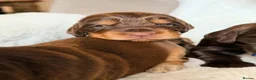 Cocker Spaniel dogs for sale: KC Reg, health tested Chocolate Puppies - Advert 13