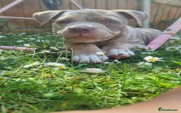 American Bully dogs for sale: Pocket bully  - Image 10