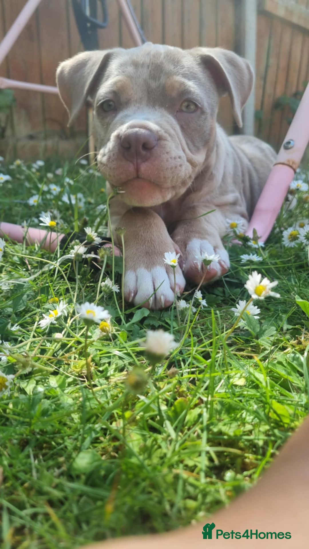 American Bully dogs for sale: Pocket bully  - Image 10