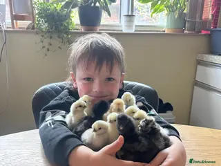 Chickens poultry for sale: Silkie Chicks - Advert 1