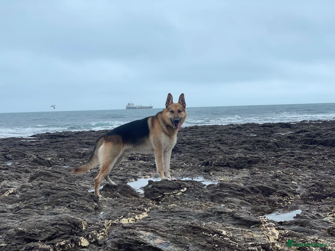 German Shepherd dogs for stud: Spectacular GSD wolfdog *for Stud only* in Dursley - Advert 12