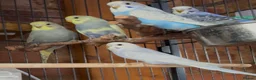 Budgerigars birds for sale: Beautiful Baby Budgies - Advert 1