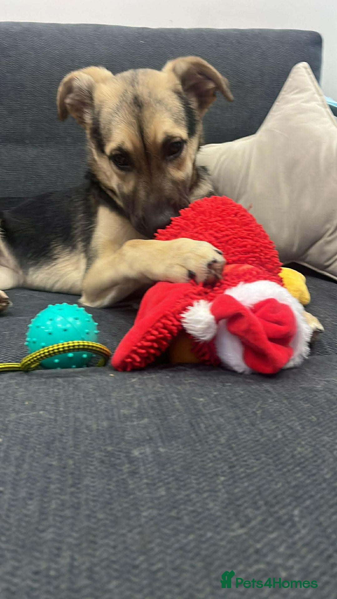 Mixed Breed dogs for adoption: LILY - gentle pup/friendly/good with kids/loving - Advert 11