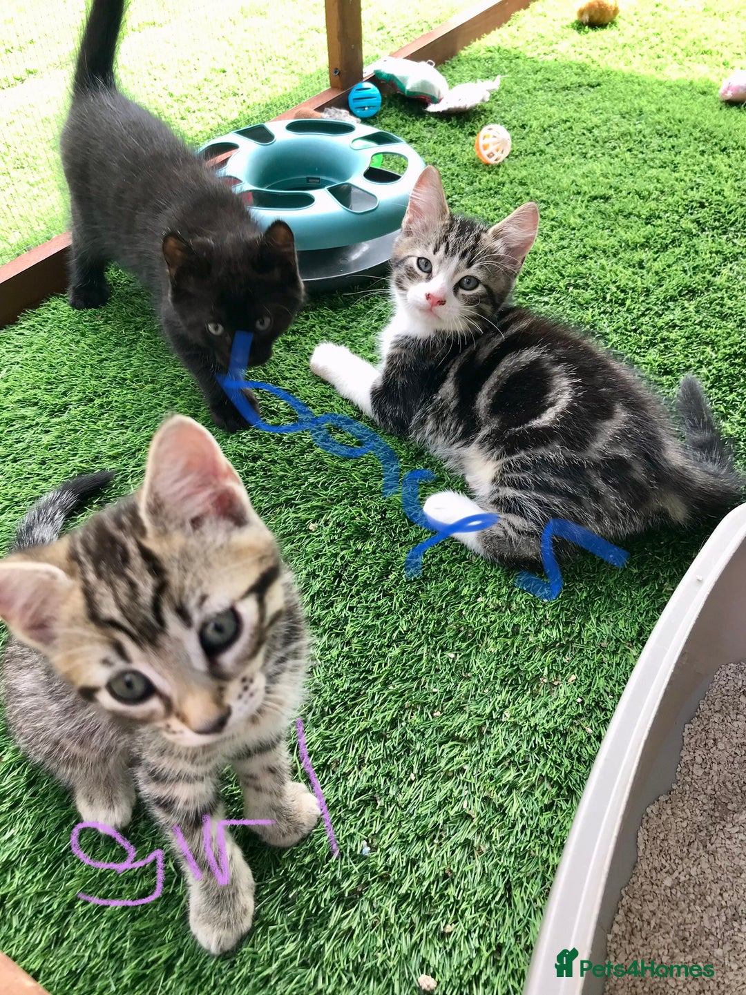 Mixed Breed cats for sale: 5 kitten’s available today  - Image 23
