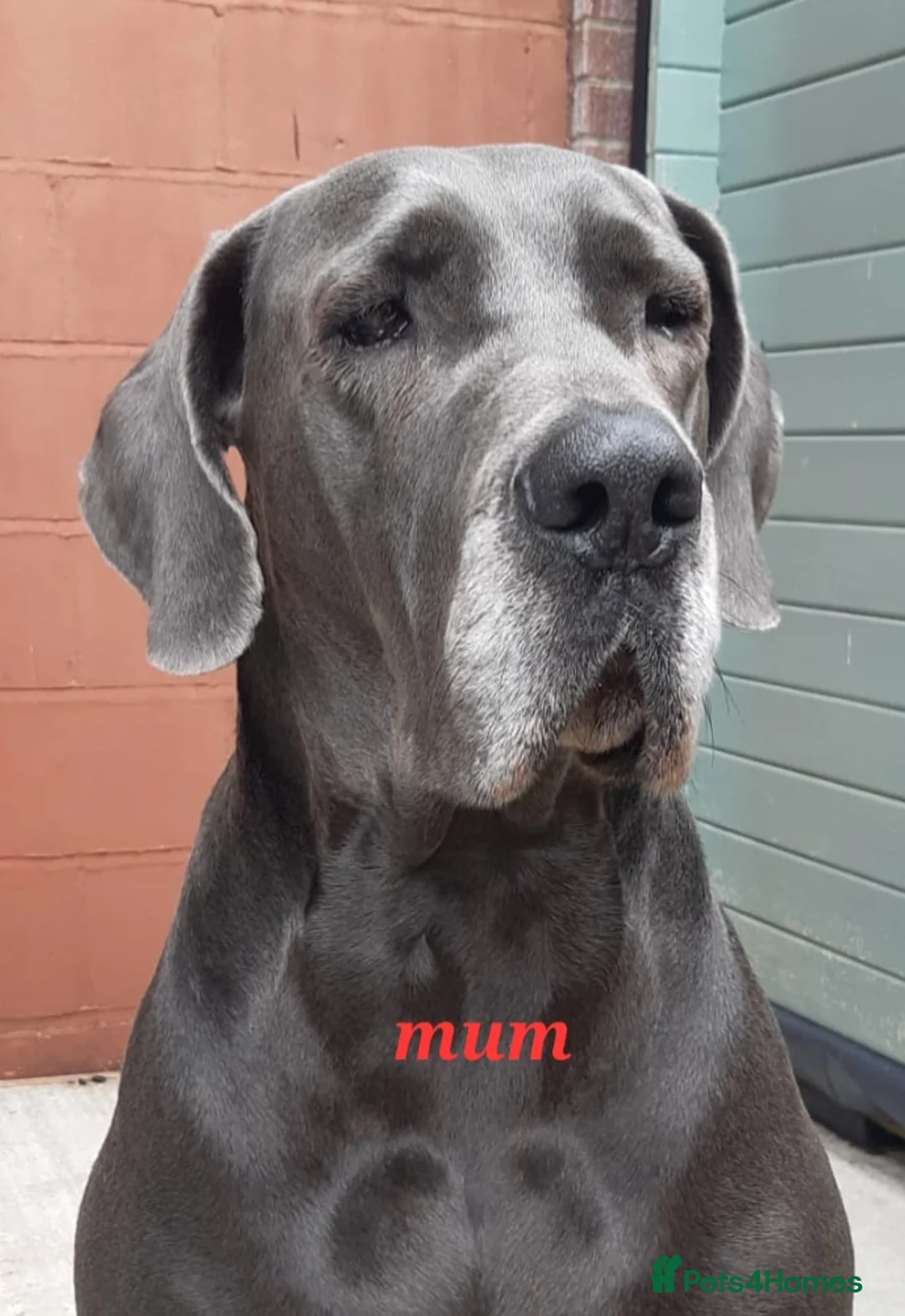 Great Dane dogs for stud: fully health tested proven outstanding solid blue in Thetford - Advert 20