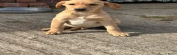 Labrador Retriever dogs for sale: OUTSTANDING LITTER OF BLACK & YELLOW PUPPIES - Advert 6