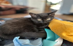 British Shorthair cats for sale: Adorable 5 kittens, two males, three females - Image 3