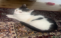Mixed Breed cats for sale: 🐾 Loving Cat for Sale – “Cloud” 🐾 - Image 1