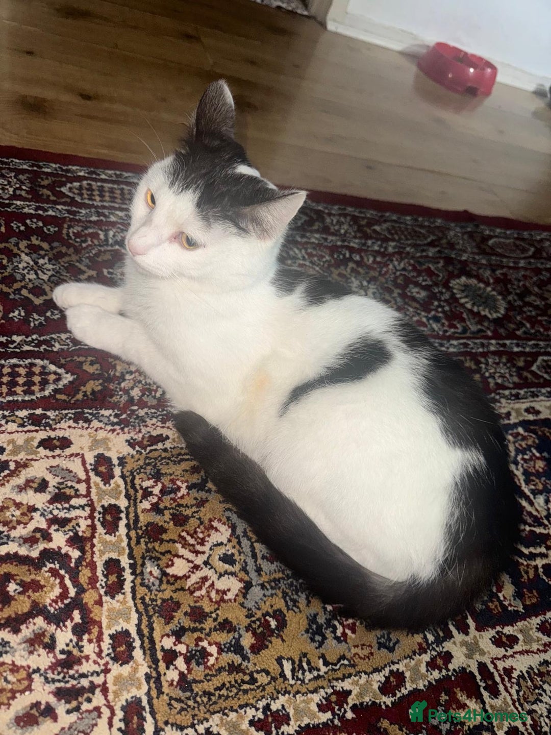 Mixed Breed cats for sale: 🐾 Loving Cat for Sale – “Cloud” 🐾 - Image 1