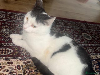 Mixed Breed cats 🐾 Loving Cat for Sale – “Cloud” 🐾 - Advert 19