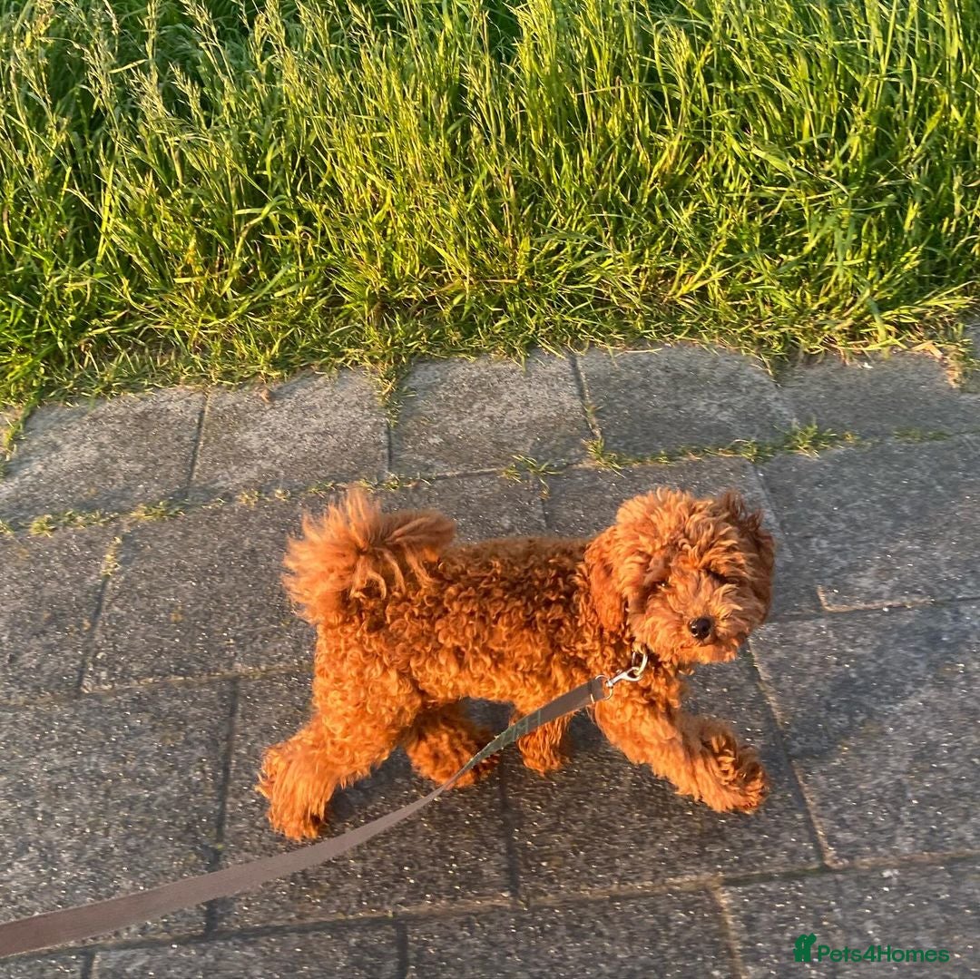 Miniature Poodle dogs for sale: Beautiful Fox Red Toy Poodle Puppy - Image 5