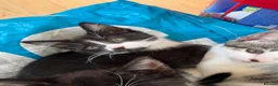 Domestic Shorthair cats for sale: READY TO GO‼️ 5 kittens! - Advert 12