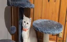 British Shorthair cats for sale: One lovely girl and three handsome boys  - Image 30