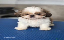 Shih Tzu dogs for sale: Lovely litter of shihtzu  - Image 3