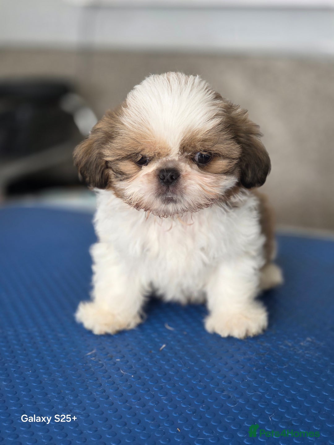 Shih Tzu dogs for sale: Lovely litter of shihtzu  - Image 3