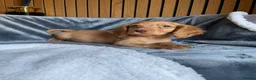 Cocker Spaniel dogs for sale: KC reg Working cockers - Outstanding pedigree - Advert 34