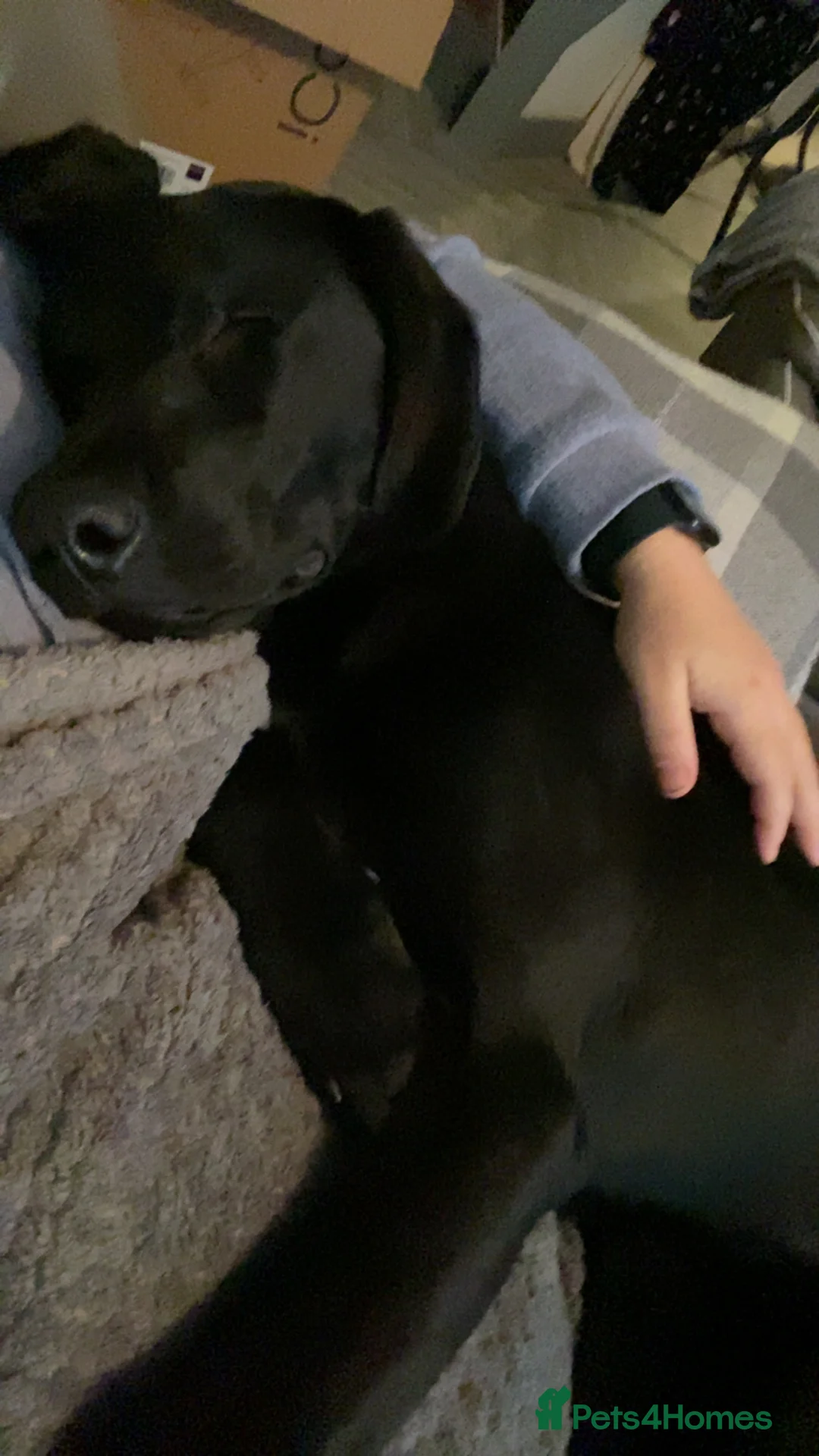 Labrador Retriever dogs for sale: Labrador  - Advert 2