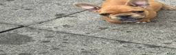 French Bulldog dogs for sale: French bulldog for sale  in Coventry - Advert 10