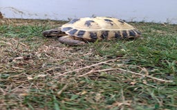 Tortoise reptiles for sale: Shelby - Image 8
