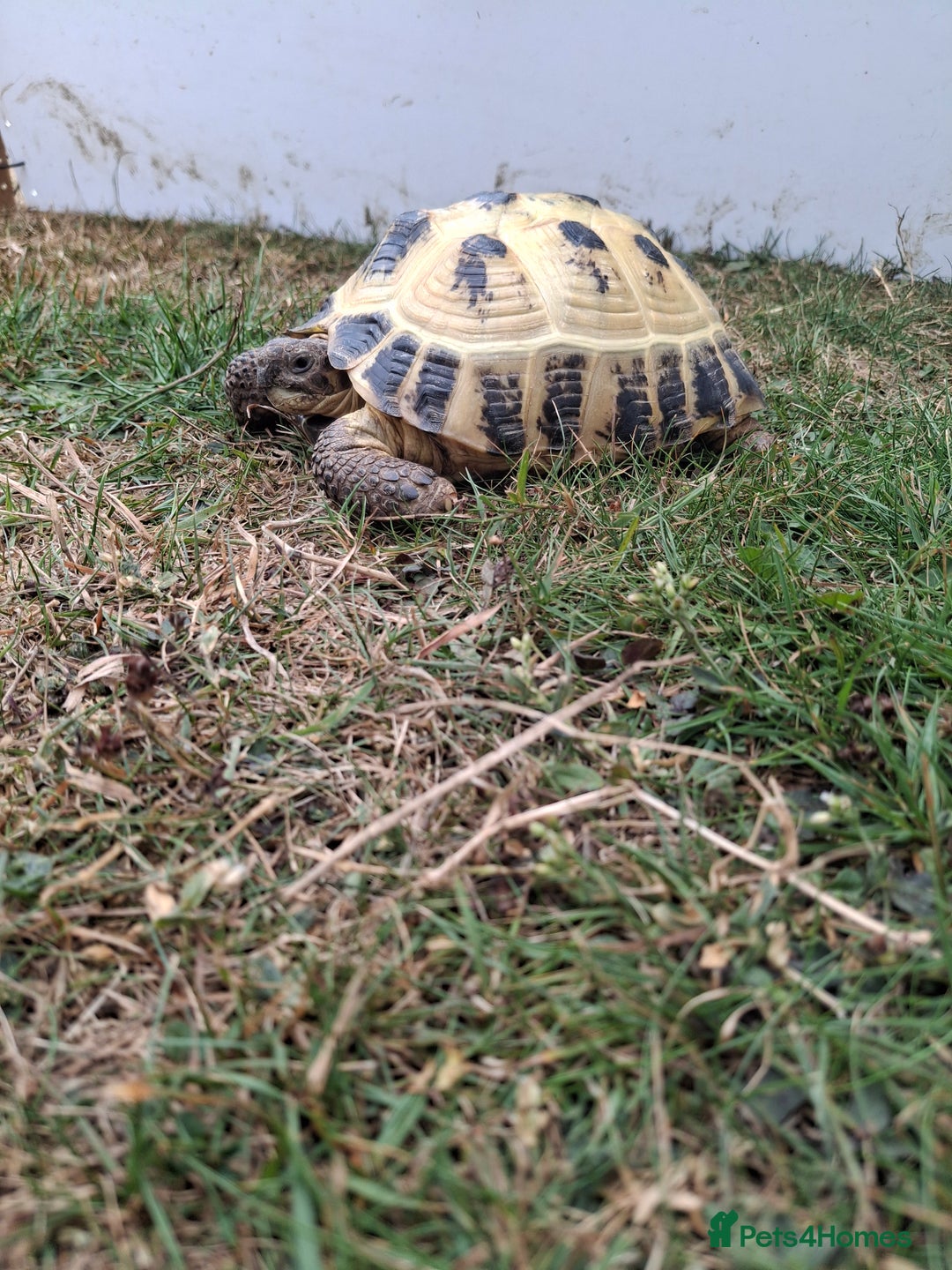Tortoise reptiles for sale: Shelby - Image 8